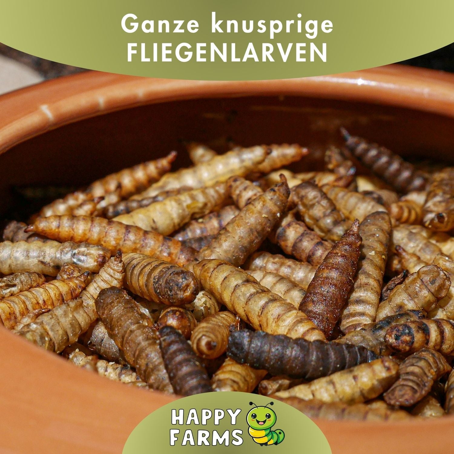 Soldatenfliegenlarven kaufen – nachhaltiges Insektenfutter von Happy Farms